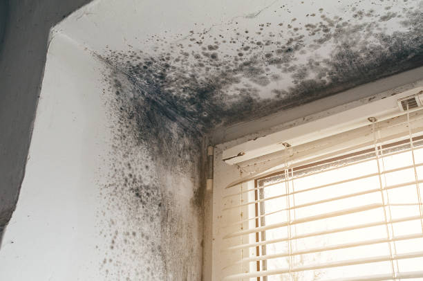 Affordable Mold Cleanup solutions in Catharpin, VA